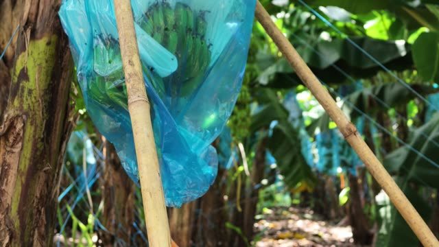 Close-Up Of Bagged Banana Bunch On Pole
