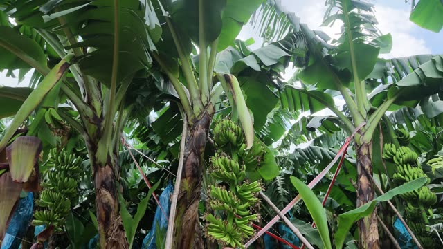 Wide View Of Ripe Bunch In Canopy