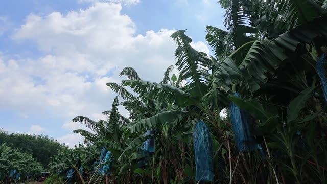 Wide Sky View Through Banana Canopy
