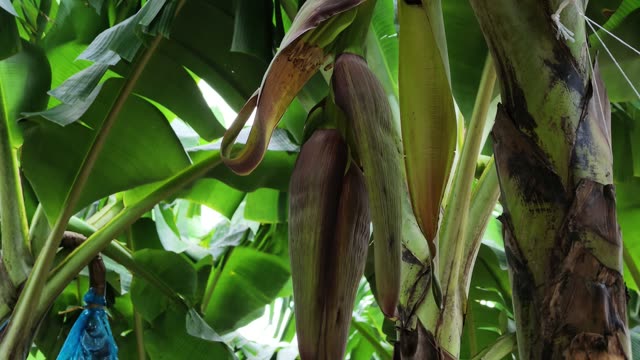 Close-Up Of Banana Blossom Among Leaves