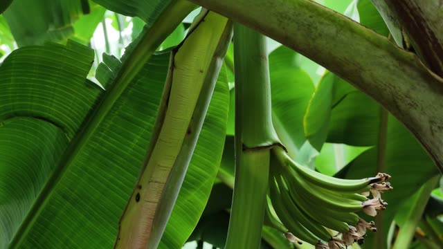 Close-Up Of Young Banana Cluster