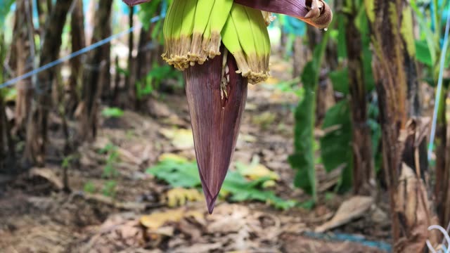 Close-Up Of Purple Banana Flower On Path
