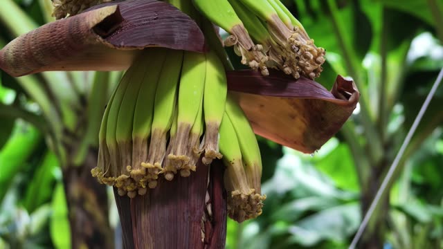 Close-Up Of Mature Banana Bunch With Blossom
