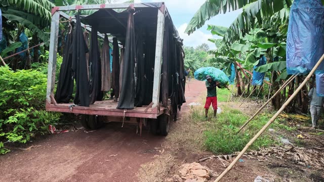 Man Carrying Bunch To Trailer