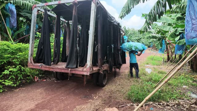 Man Loading Bunch Onto Trailer