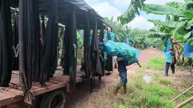 Workers Loading Banana Trailer