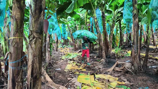 Woman In Poncho Covering Bunch