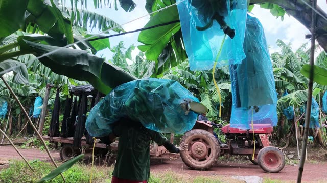 Workers Loading Trailer With Bunch