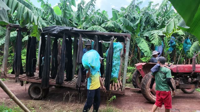 Man Loading Banana Onto Trailer