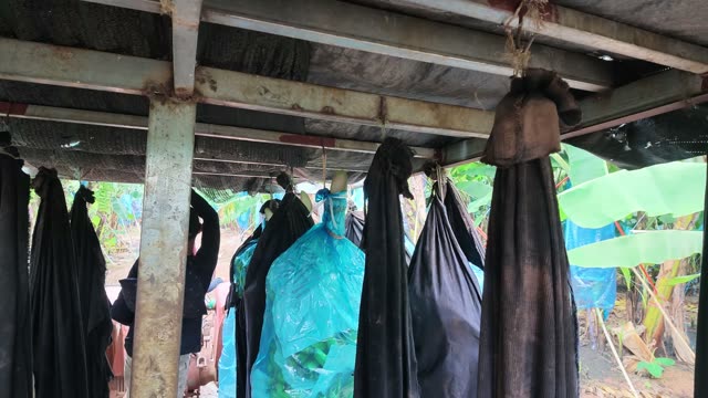 Trailer Parked Among Banana Trees