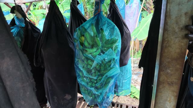Blue Bag Among Hanging Covers