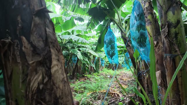Bagged Banana Trees Along Path