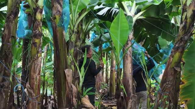 Workers Walking Among Bagged Trees