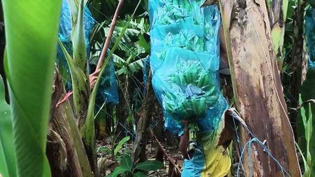 Hand Holding Bagged Banana Bunch