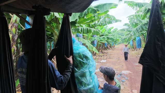 Man Carrying Bunch Under Canopy