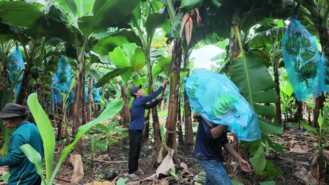 Workers Tending Banana Blossom