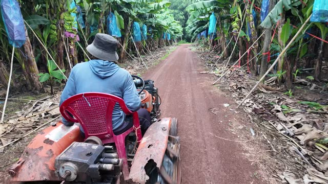 Tractor Driving Through Bagged Plantation