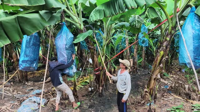 Workers Bagging Banana Bunches