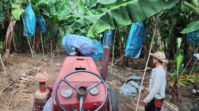 Tractor Carrying Wrapped Bunch