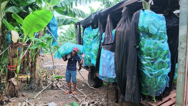 Man Delivering Bunch To Trailer