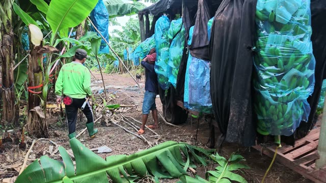 Men Walking Bunch To Trailer