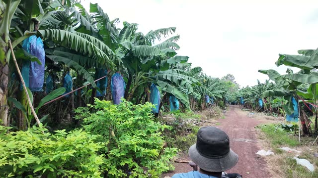 Tractor Driving Bagged Plantation Path