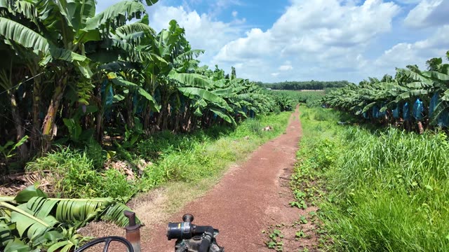 Tractor Driving Open Plantation Road
