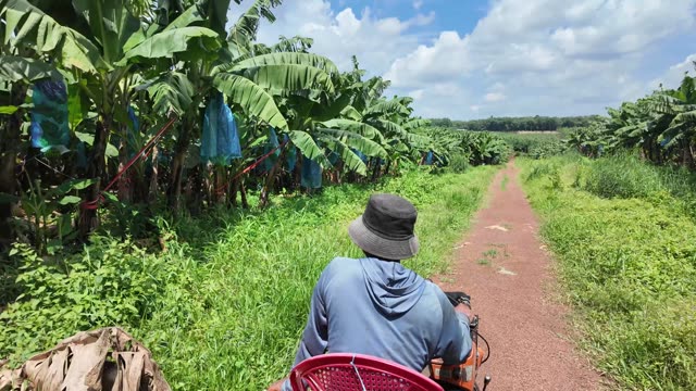 Tractor Path Through Banana Rows