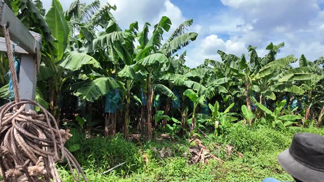 Green Plantation With Net Wrapped Trunks