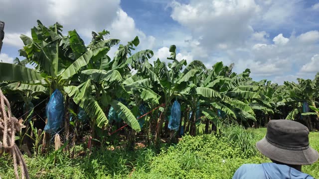 Banana Trees With Blue Wrapped Trunks