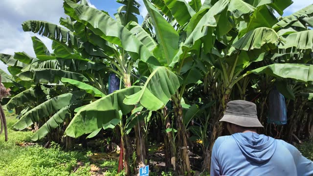 Man Riding Past Marked Banana Row
