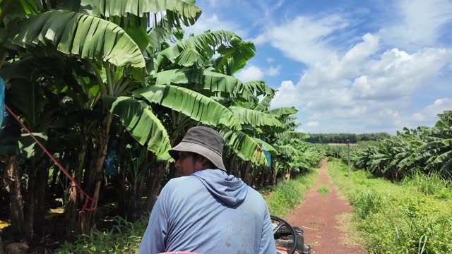 Man Walking Beside Banana Rows