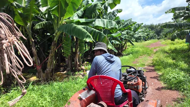 Man Driving Tractor With Ropes
