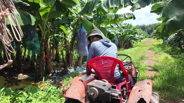 Man Driving Tractor Past Bagged Tree