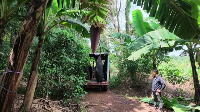 Banana Blossom Hanging From Trailer