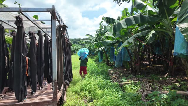 Man Carrying Bunch To Trailer