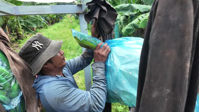 Worker Adjusting Bag On Overhead Hook