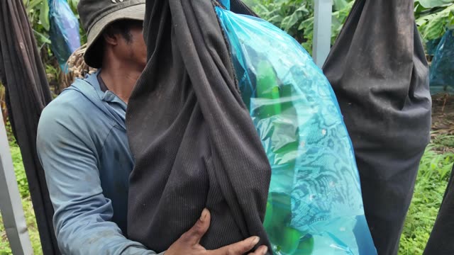 Worker Embracing Bag Of Bananas