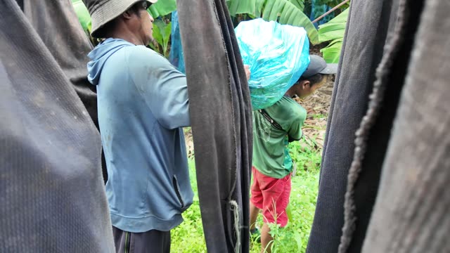 Men Carrying Bunches Under Trailer