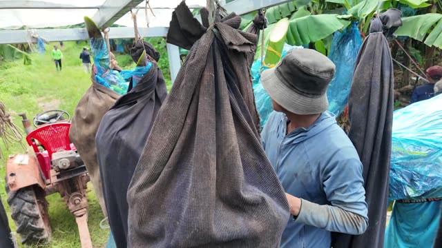Man Handling Sack Under Trailer