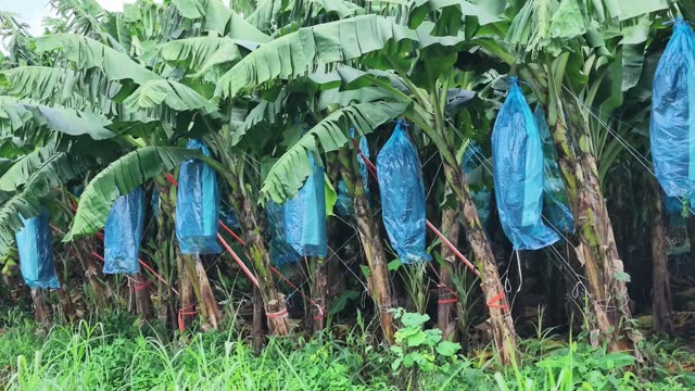 Workers Tying Red Straps On Trees