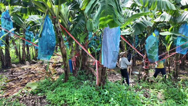 Workers Carrying Bunch Through Straps