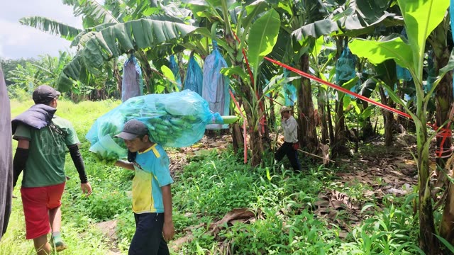 Blue And Black Bags In Plantation
