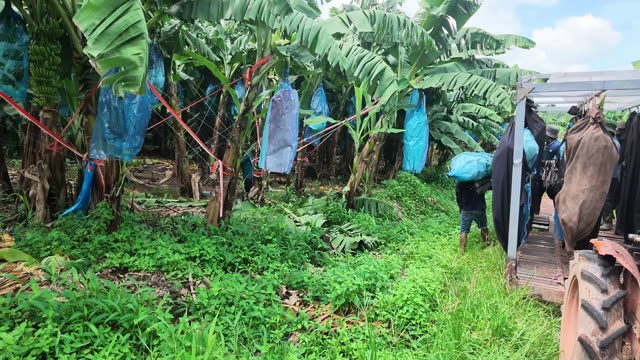 Man Carrying Bunch Through Straps