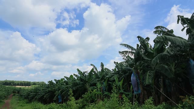 Banana Plantation Under Cloudy Sky