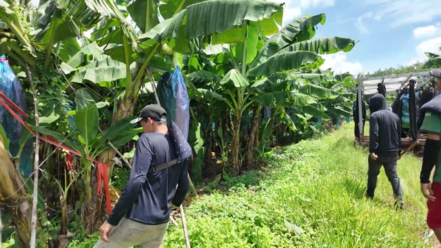 Man Walking With Pole In Plantation
