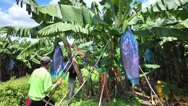 Workers Securing Bag On Tree