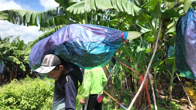 Man Carrying Bunch On Shoulder