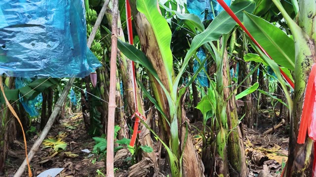 Banana Rows With Red Guide Straps