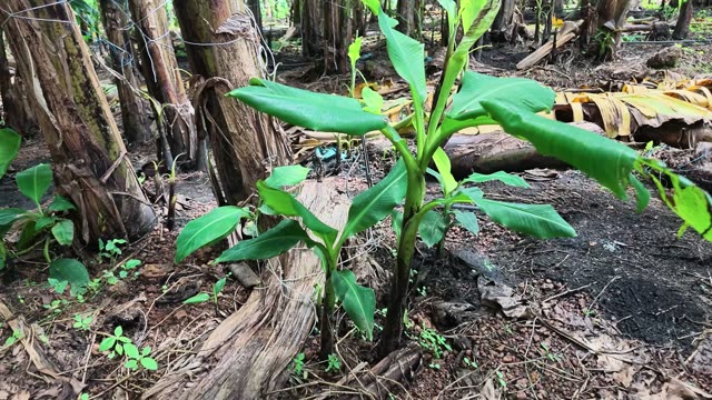 Close-Up Of Young Banana Shoot